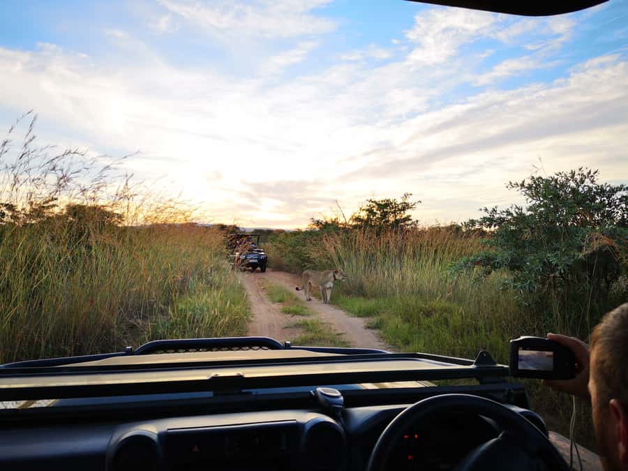 From Durban: Wildlife Lovers Big 5 Safari at 2 Game Reserves - Key highlights worth planning around