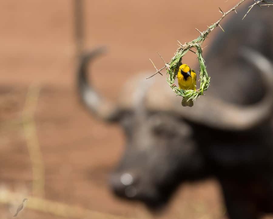 From Durban: Wildlife Lovers Big 5 Safari at 2 Game Reserves - Big Five Chances: What You Can Control, What You Can’t
