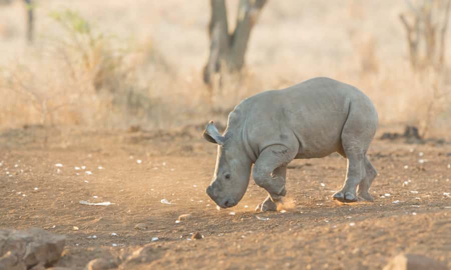 From Durban: Wildlife Lovers Big 5 Safari at 2 Game Reserves - Group Size, Vehicle Styles, and How That Changes Your Experience