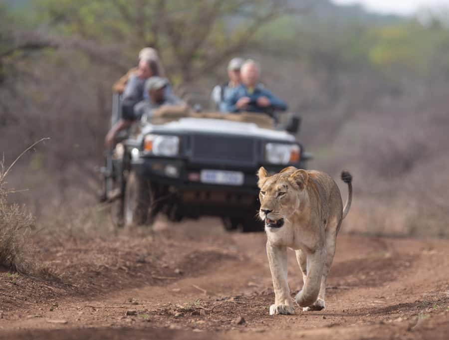 From Durban: Wildlife Lovers Big 5 Safari at 2 Game Reserves - Price From Durban: Is $246 Good Value for Two Reserves?
