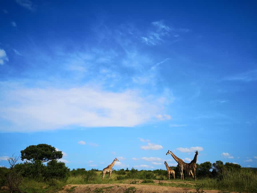 From Durban: Wildlife Lovers Big 5 Safari at 2 Game Reserves - Sunrise at Hluhluwe-Imfolozi Gate: White Rhino Country and a Real Morning Start
