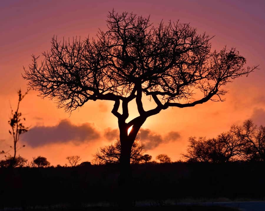 From Hazy View: Full Day Kruger National Park Safari - Hazyview morning start: the part that sets your odds
