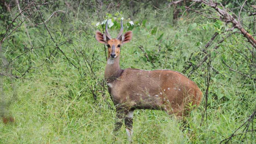 From Hazy View: Full Day Kruger National Park Safari - Midday to afternoon driving: the art of staying switched on