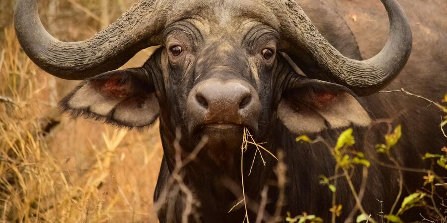 From Hazy View: Full Day Kruger National Park Safari - Getting your money’s worth: what’s actually included