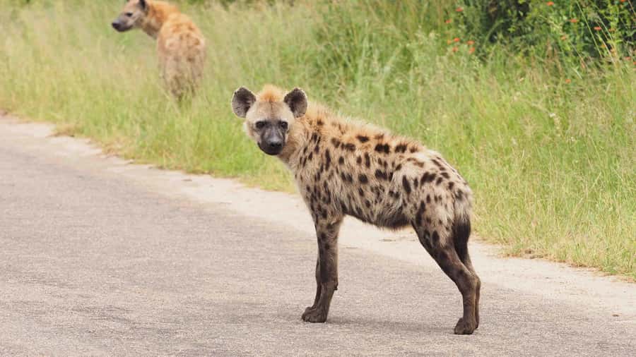 From Hazy View: Full Day Kruger National Park Safari - The jeep experience: why ranger skill matters more than you think