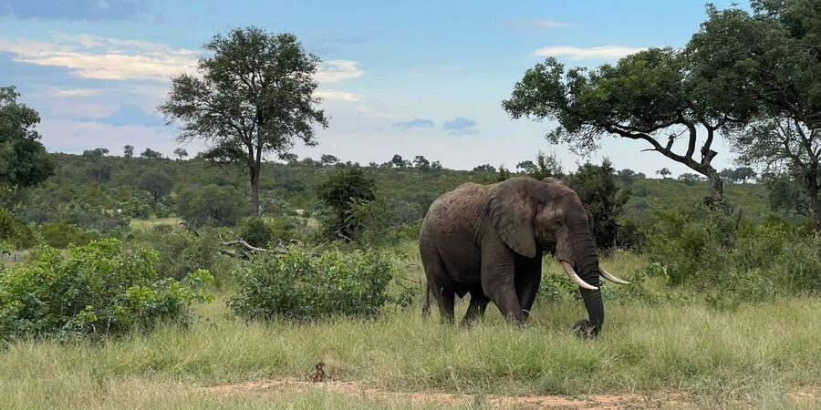 From Hazyview : Big 5 Kruger National Park Day Safari - Lunch and the Second Push Before 3 pm