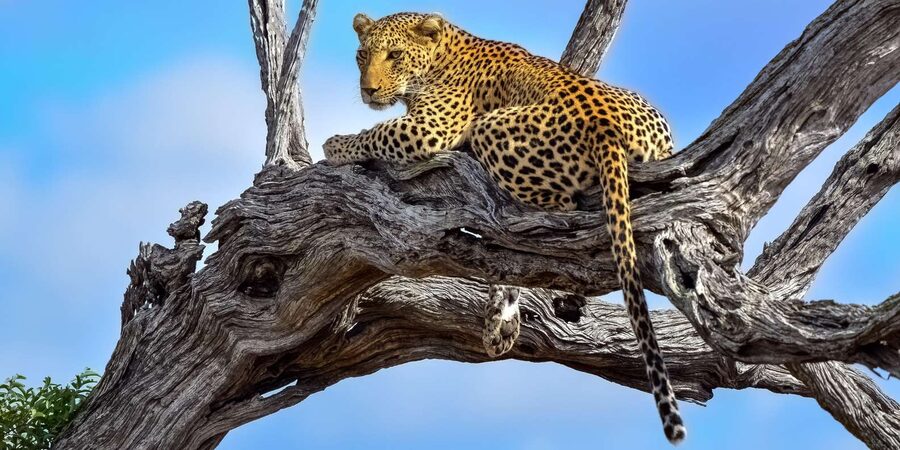 From Hazyview : Big 5 Kruger National Park Day Safari - Meet the Ranger and Why the Jeep Positioning Changes Everything