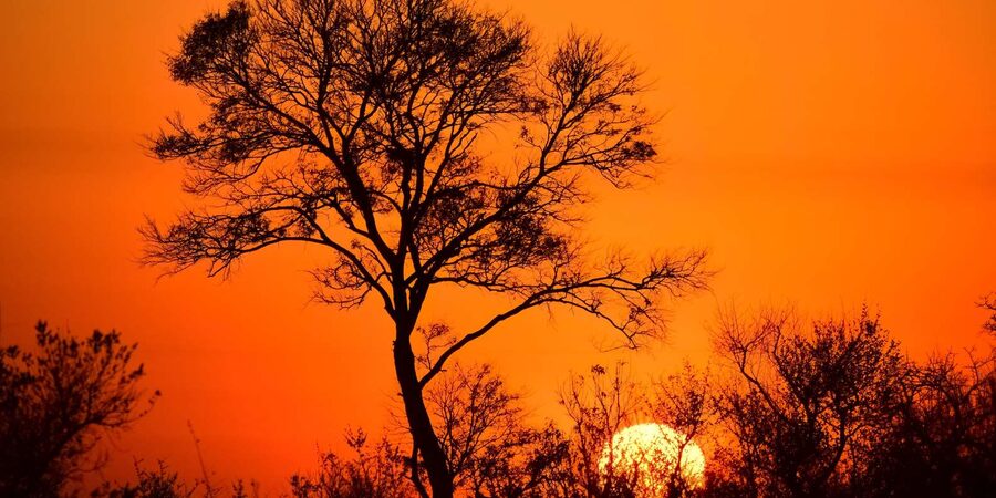 From Hazyview : Big 5 Kruger National Park Day Safari - Price and Value: Is $121 a Fair Deal for a 9-hour Kruger Day?