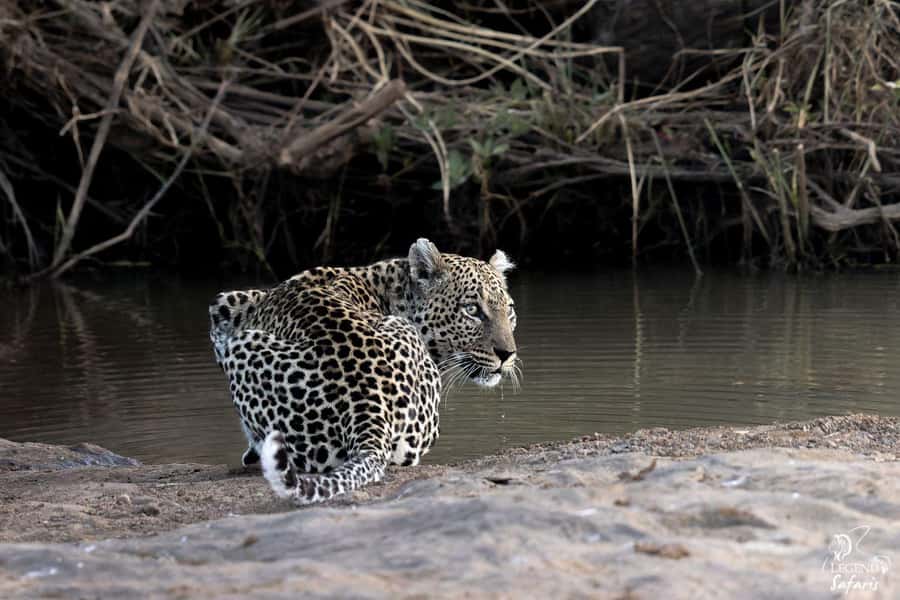 From Hazyview: Kruger National Park Full-Day Safari - Sunrise at Phabeni Gate: Why the Timing Matters