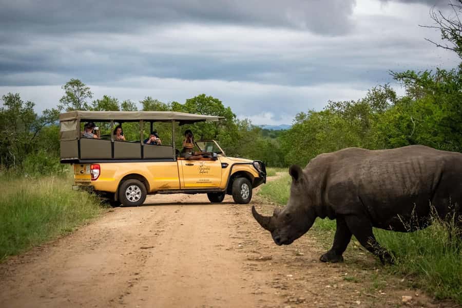 From Hazyview: Kruger National Park Full-Day Safari - Big Five Odds, Plus the Species That Make the Day Feel Real