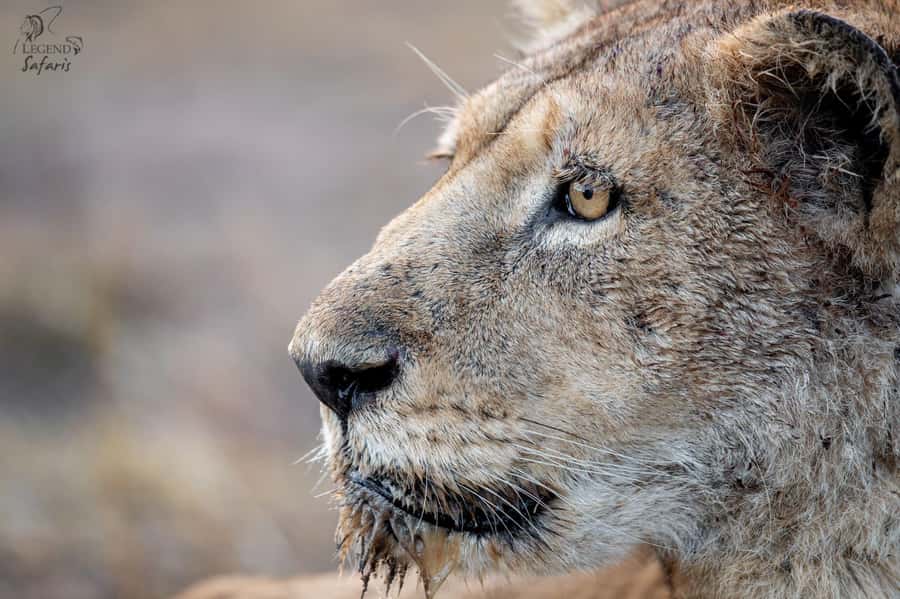 From Hazyview: Kruger National Park Morning Half-Day Safari - The luxury open safari vehicle, and why it affects what you see