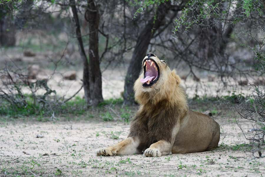 From Hazyview: Private Afternoon Game Drive - What the Private Open Safari Vehicle Changes for You