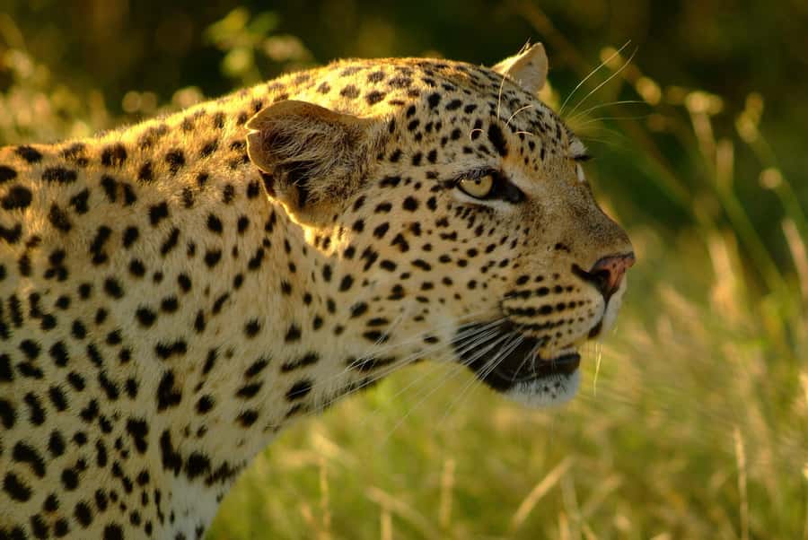 From Hazyview: Private Afternoon Game Drive - Comfort and Packing: What to Bring for Late-Day Wildlife