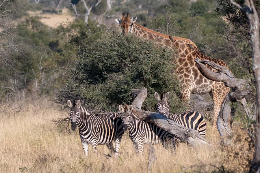 From Hazyview: Private Afternoon Game Drive - Price and Value: $270 for Up to 9, Plus Gate Fees