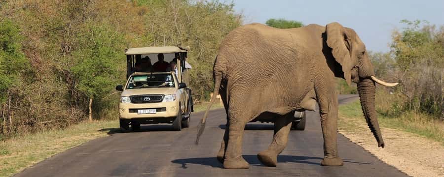 From Hazyview: Private Half-Day Guided Kruger Safari - Key Things I’d Pay Attention To