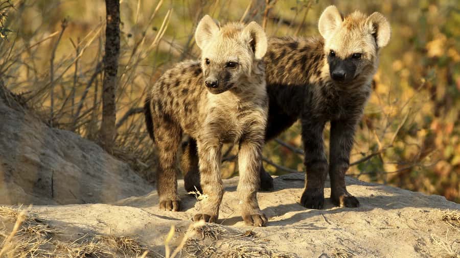 From Hazyview: Private Half-Day Guided Kruger Safari - Kruger National Park in 5 Hours, With a Private Guide From Hazyview