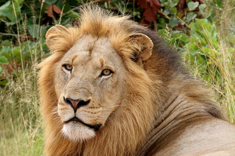 From Hazyview: Private Half-Day Guided Kruger Safari - Big Five Chances, Plus Birds and the Smaller Clues