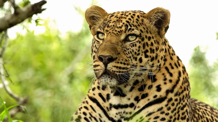 From Hazyview: Private Half-Day Guided Kruger Safari - Learning How Kruger Works: Plants, Geology, and Conservation Roots
