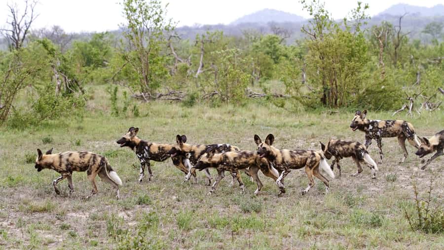 From Hazyview: Private Half-Day Guided Kruger Safari - A Quick Pre-Trip Checklist That Actually Helps