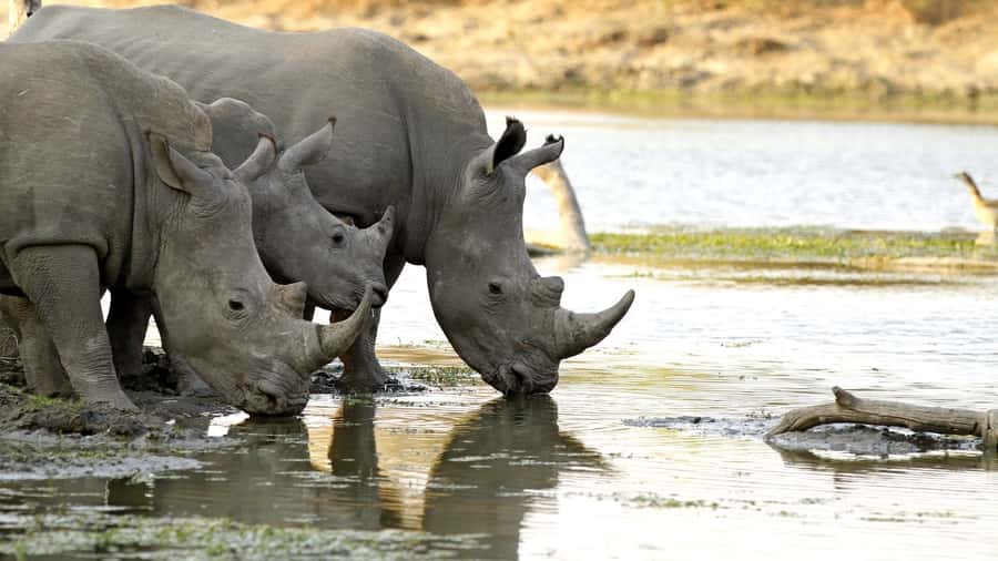 From Hazyview: Private Half-Day Guided Kruger Safari - The Open Safari Vehicle Makes the Whole Hunt Feel Personal