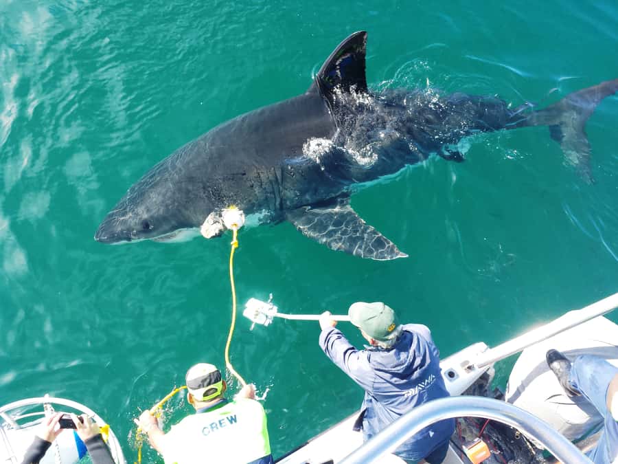 From Hermanus: Cruise with Shark Cage Dive and Lunch - Key Points That Matter Most