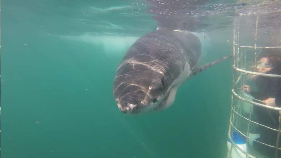 From Hermanus: Cruise with Shark Cage Dive and Lunch - What to Pack for a Comfort-First Cage Encounter