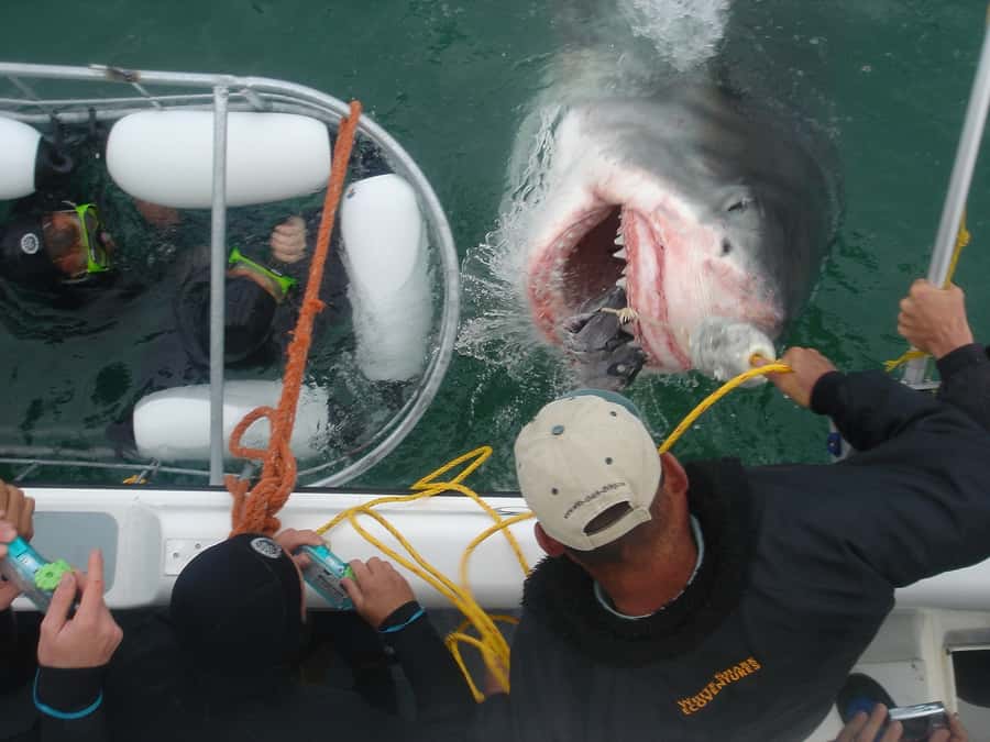 From Hermanus: Cruise with Shark Cage Dive and Lunch - Life Aboard the Boat for 3 Hours: Learning While You Wait for the Action