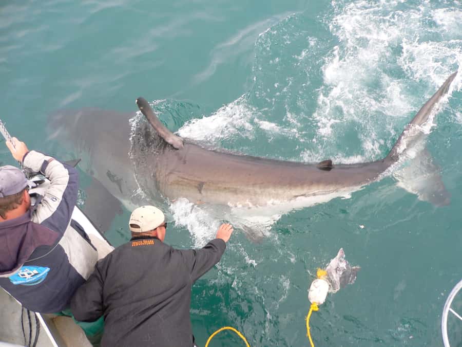 From Hermanus: Cruise with Shark Cage Dive and Lunch - The In-Cage Encounter: Rotations, Deck Viewing, and What Timing Feels Like