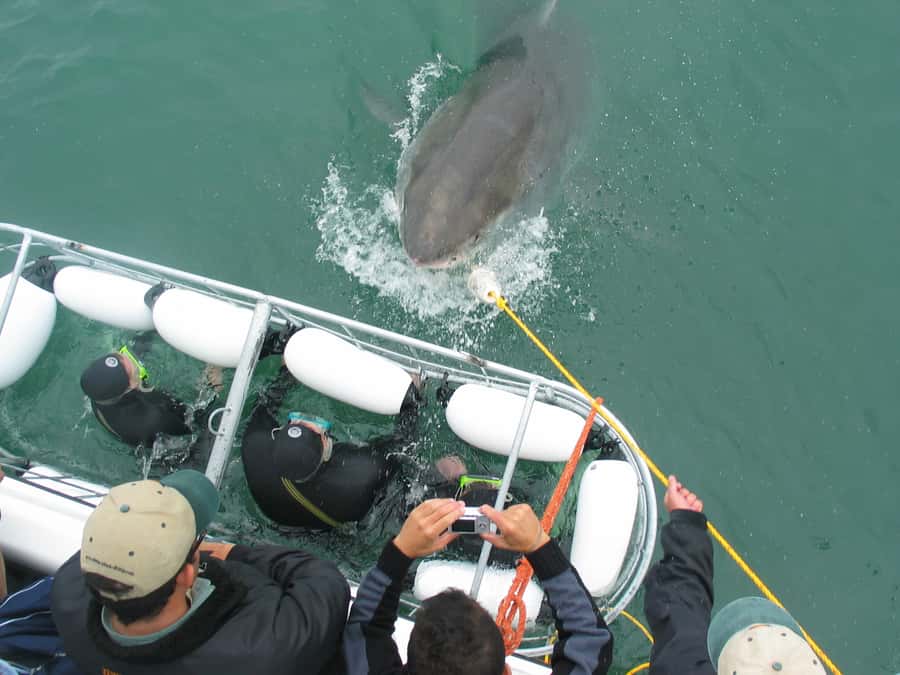 From Hermanus: Cruise with Shark Cage Dive and Lunch - The On-Board Cameraman and Your Footage Back on Land