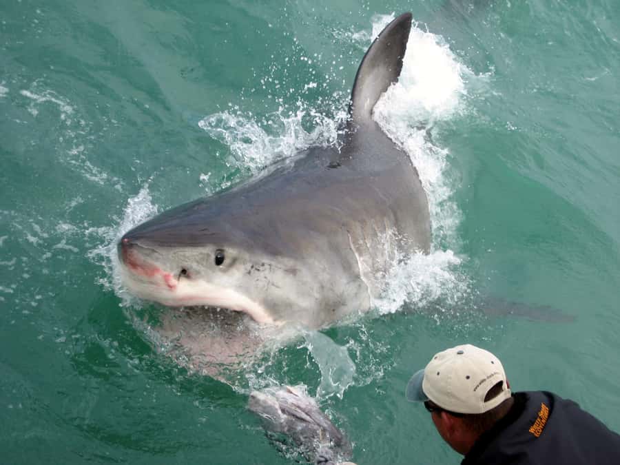 From Hermanus: Cruise with Shark Cage Dive and Lunch - Lunch and Showers: Small Comforts That Make a Choppy Day Easier