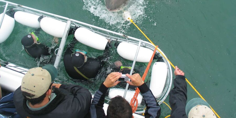From Hermanus: Cruise with Shark Cage Dive and Lunch - Price and Value Around $168: What You Pay For