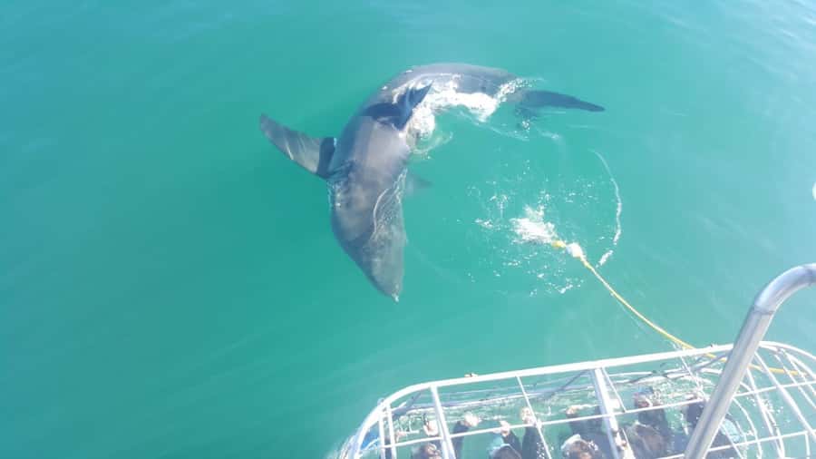 From Hermanus: Cruise with Shark Cage Dive and Lunch - Weather, Water Clarity, and the Bumpy Boat Reality