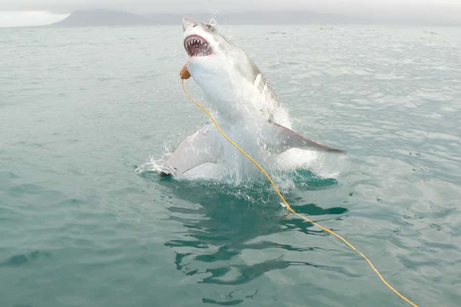From Hermanus: Cruise with Shark Cage Dive and Lunch - Getting Ready On Land: Breakfast, Coffee, and a Calm Safety Briefing