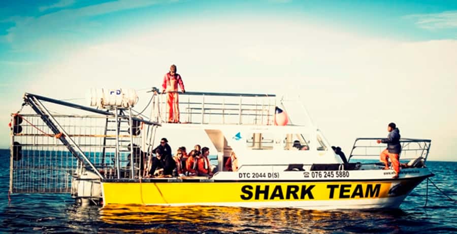 From Hermanus or Cape Town: Shark Cage Diving Experience - Quick Hits: What Makes This Shark Cage Day Different