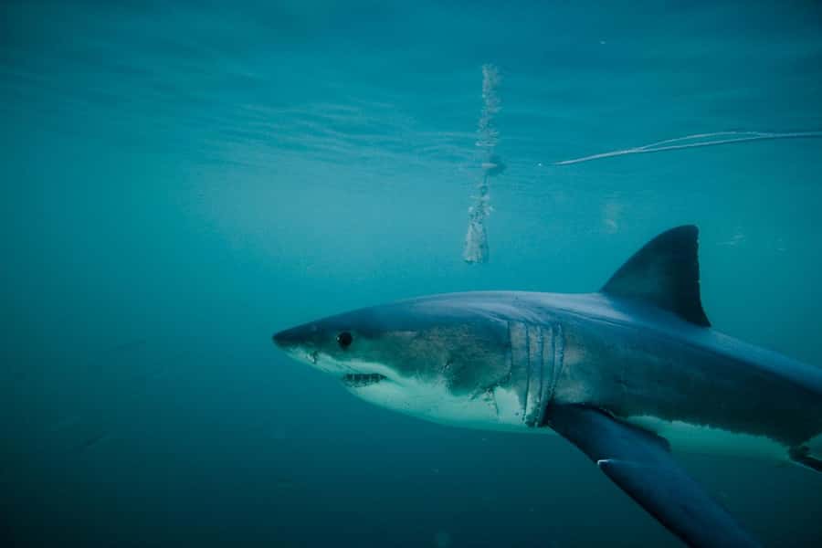 From Hermanus or Cape Town: Shark Cage Diving Experience - Price and Value: Is $137 Really Worth It?