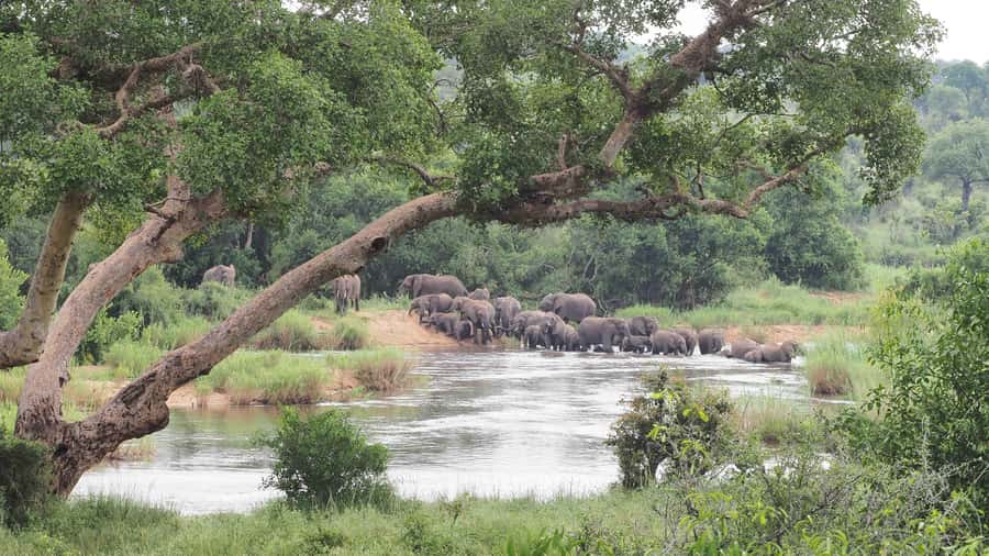 From Johannesburg: 2-Day Safari into Kruger National Park - The open-vehicle safari experience: comfort tips that actually help