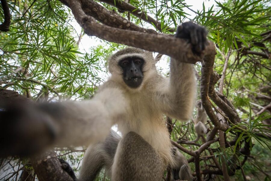From Johannesburg: 6-Day Classic Kruger National Park Safari - Tremisana Game Lodge: your comfortable base between the wild days