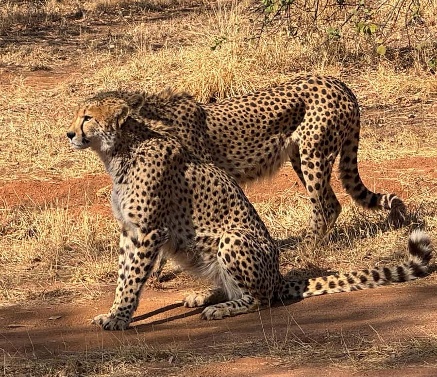 From Johannesburg: Cheetah Tour - Key highlights worth carving into your schedule