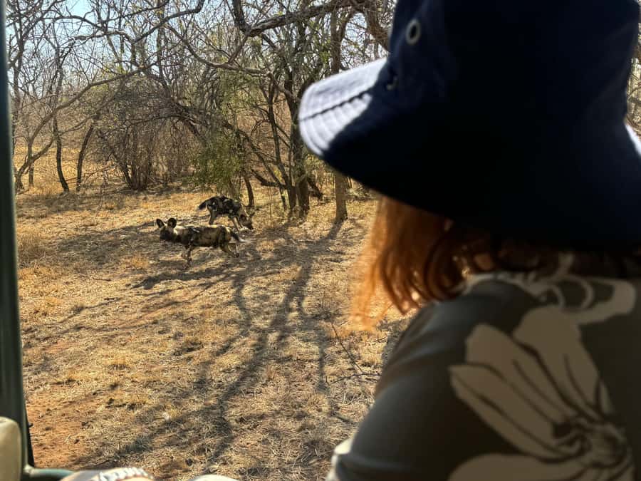 From Johannesburg: Cheetah Tour - From Johannesburg to the Magaliesberg: a tight 5-hour rhythm