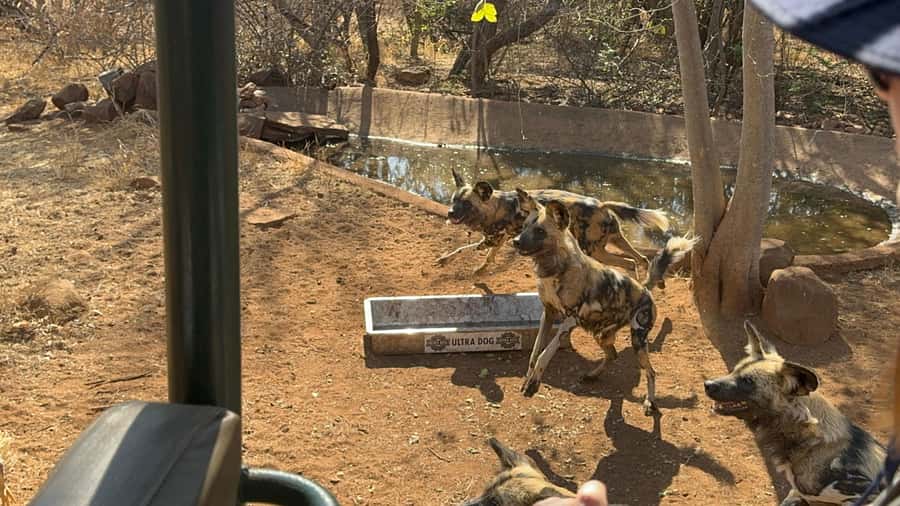 From Johannesburg: Cheetah Tour - Open-vehicle safari: visibility, noise, and the thrill factor