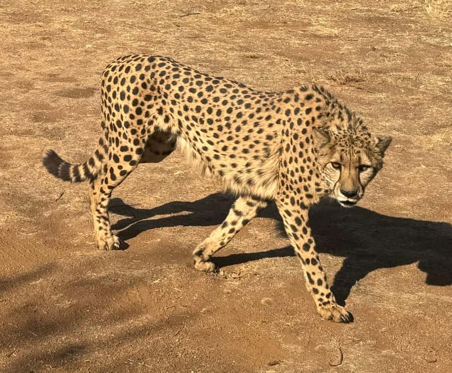 From Johannesburg: Cheetah Tour - Wild Dogs beside the vehicle: adrenaline you feel in your chest