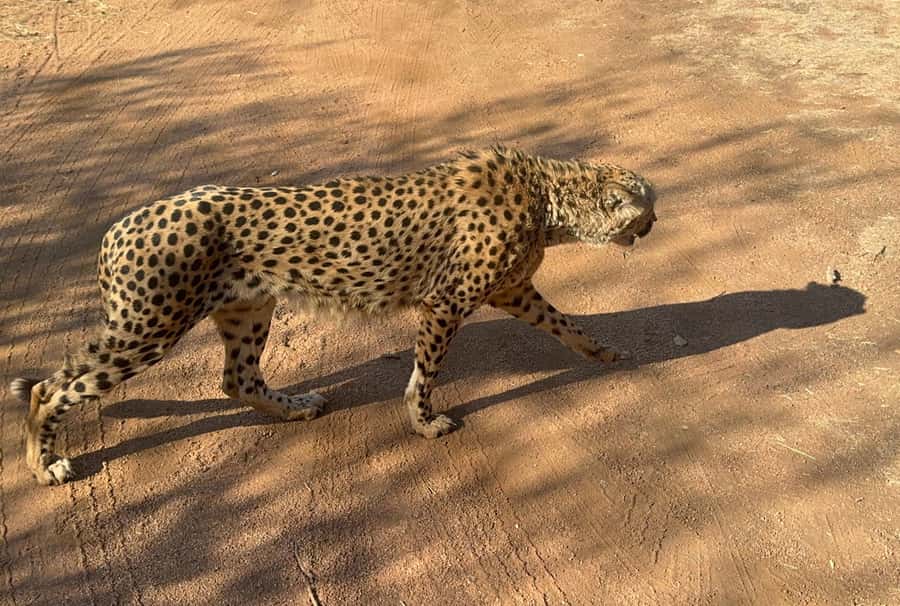 From Johannesburg: Cheetah Tour - Who should book this cheetah-focused tour