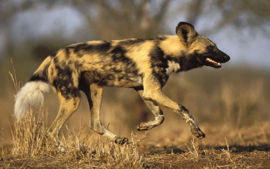 From Johannesburg: Cheetah Tour - Ann van Dyk Cheetah Centre: where the story starts before the sprint