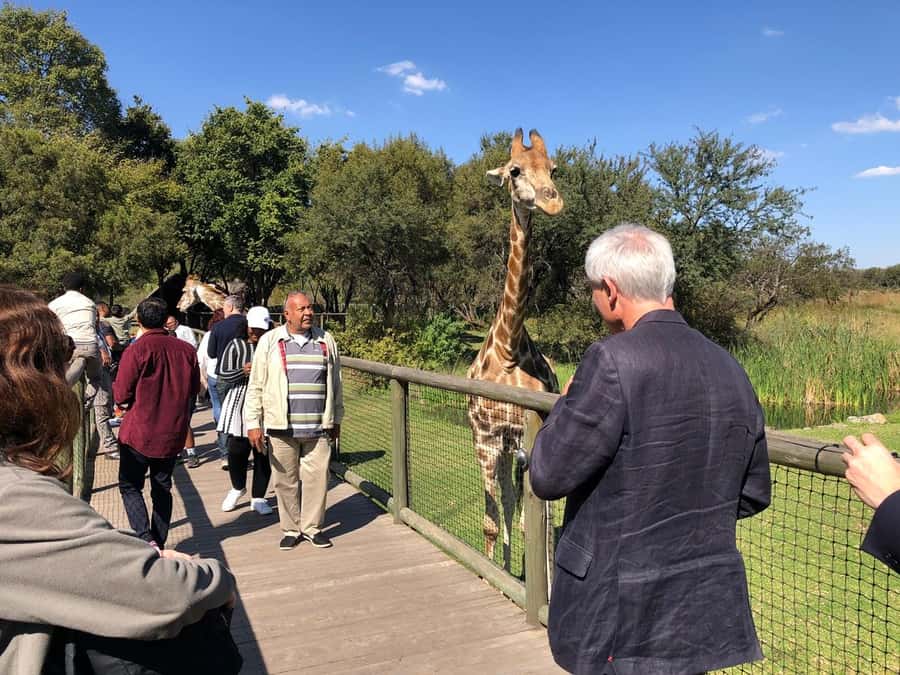 From Johannesburg: Cradle of Humankind and Lion Safari - Lion Park Open-Vehicle Safari: Close-Ups Without the Wild-Chase Stress