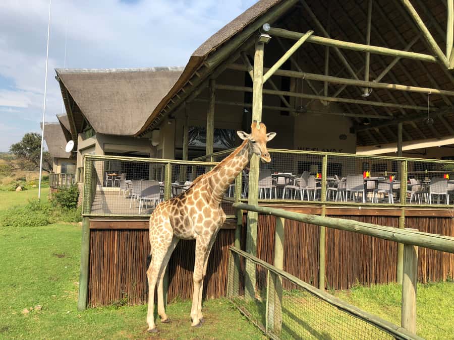 From Johannesburg: Cradle of Humankind and Lion Safari - Maropeng Visitor Centre: Interactive Ancestry and Evolution, Made Practical