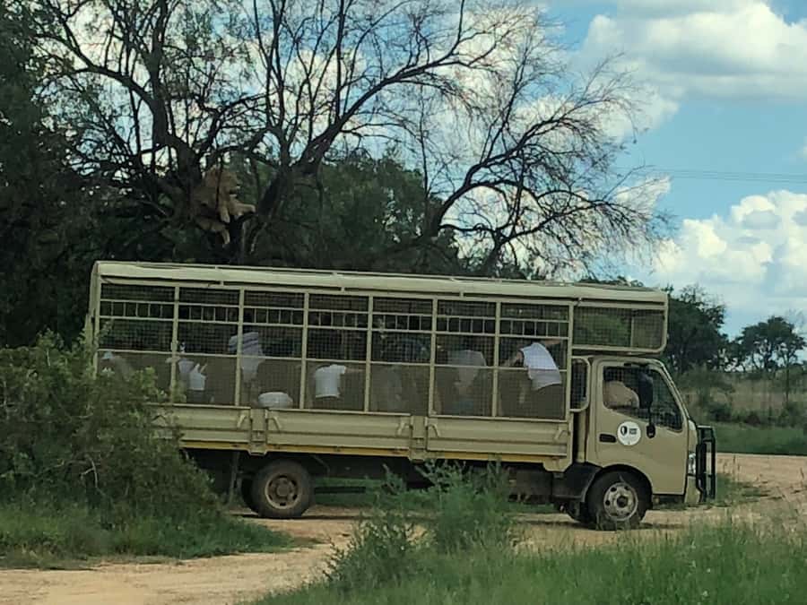 From Johannesburg: Cradle of Humankind and Lion Safari - Small-Group Touring, and Why Your Guide Matters Here