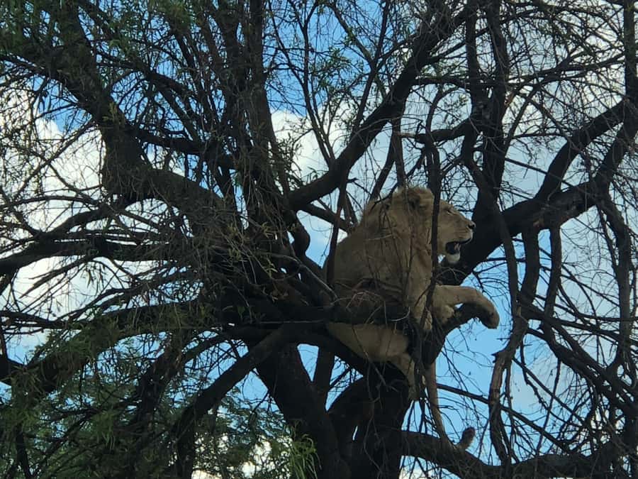 From Johannesburg: Cradle of Humankind and Lion Safari - Timing, Transport, and What Makes the Day Feel Worth It