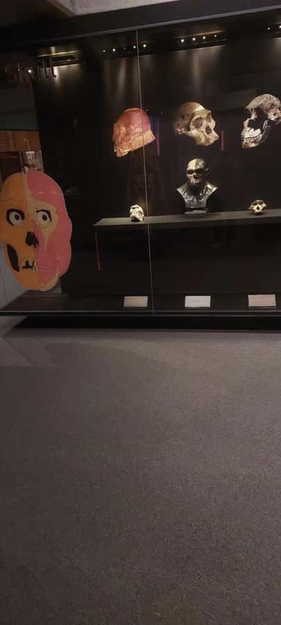 From Johannesburg: Cradle of Humankind Private Half-Day Tour - Should you book this Johannesburg Cradle of Humankind private half-day?
