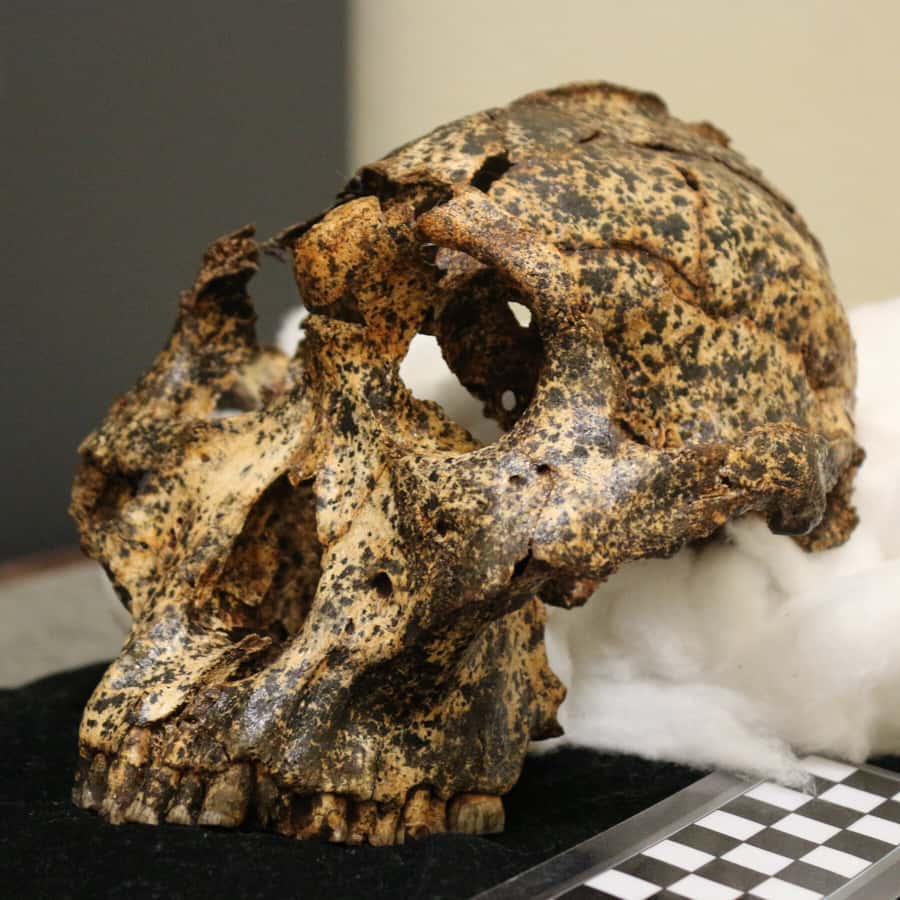 From Johannesburg: Cradle of Humankind Tour - Cradle of Humankind in One Day: what you’re really seeing
