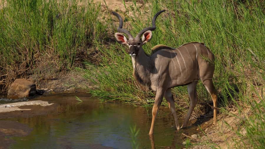 From Johannesburg: Full-Day Kruger National Park Safari - Why this Kruger day trip starts strong from Johannesburg